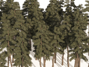 Douglas Fir Forest trees 3D Модель