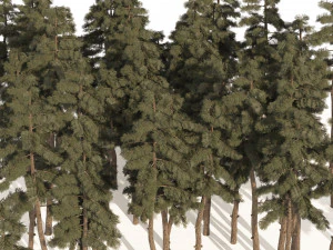 Douglas Fir Forest trees 3D Model