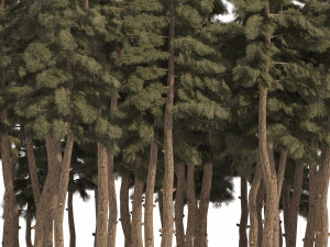 Douglas Fir Forest trees 3D Модель