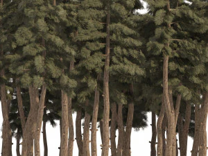 Douglas Fir Forest trees 3D Model