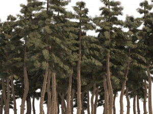 Douglas Fir Forest trees 3D Model
