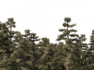 Douglas Fir Forest trees 3D Model