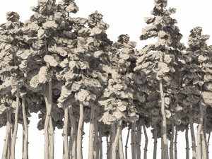 Douglas Fir Forest trees 3D Модель