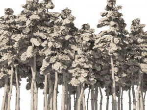 Douglas Fir Forest trees 3D Model