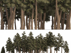Douglas Fir Forest trees 3D Model