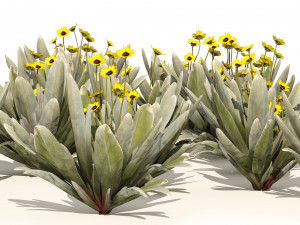 Ruilopezia Flower cluster 3D Model