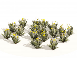 Ruilopezia Flower cluster Modèle 3D