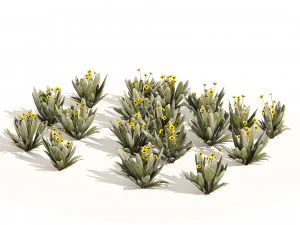Ruilopezia Flower cluster 3D Model