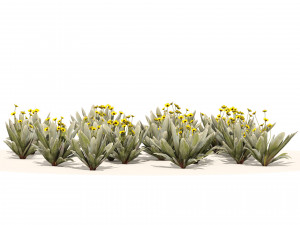 Ruilopezia Flower cluster Modèle 3D