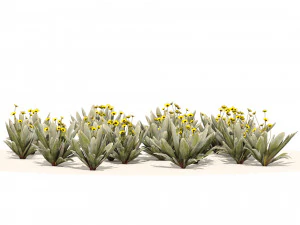 Ruilopezia Flower cluster 3D Model