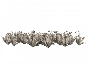 Ruilopezia Flower cluster 3D Model