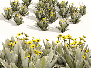 Ruilopezia Flower cluster Modèle 3D
