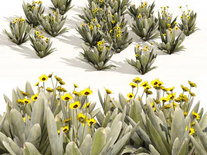 Ruilopezia Flower cluster 3D Model