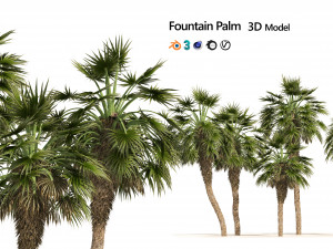 5 Fountain Palms 3D Model