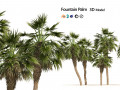 5 Fountain Palms 3D Модель
