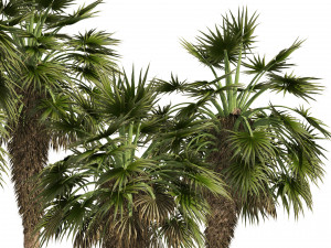 5 Fountain Palms 3D Model