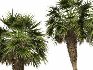 5 Fountain Palms 3D Model