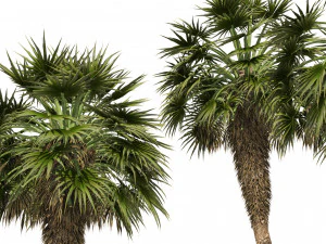 5 Fountain Palms 3D Model