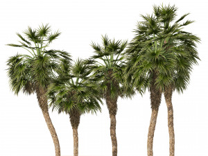 5 Fountain Palms 3D Model