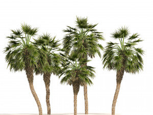 5 Fountain Palms 3D Model