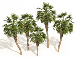 5 Fountain Palms 3D Model