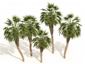 5 Fountain Palms 3D Model