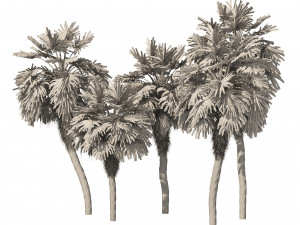 5 Fountain Palms 3D Model