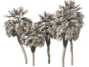 5 Fountain Palms 3D Model