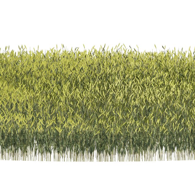 Young Wheat Field Modello 3D .c4d .max .obj .3ds .fbx .stl .blend 