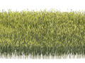 Young Wheat Field Modello 3D