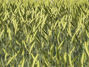 Young Wheat Field Modello 3D