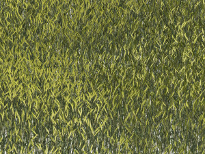 Young Wheat Field Modello 3D