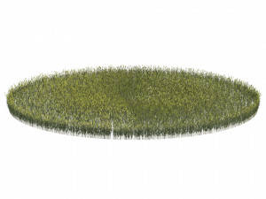 Young Wheat Field Modello 3D