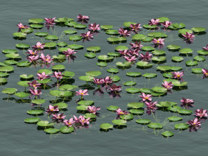 Aquatic lotus flower 3D Model