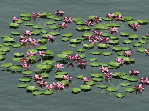 수생 연꽃 3D 모델