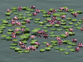 Aquatic lotus flower 3D 모델