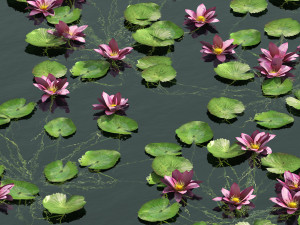 Aquatic lotus flower 3D Model