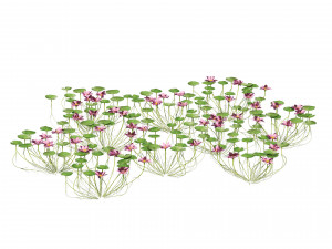 Aquatic lotus flower 3D Model