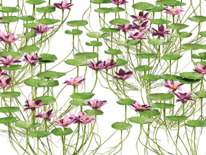 Aquatic lotus flower 3D Model