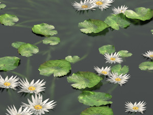 Water lily flower 3D Model