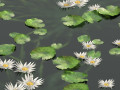 Water lily flower 3D 모델