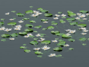 Water lily flower 3Dモデル