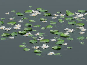 Water lily flower 3D Model