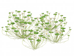 Water lily flower 3Dモデル