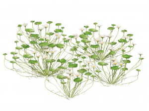 Water lily flower 3D Model