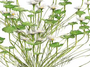 Water lily flower 3Dモデル