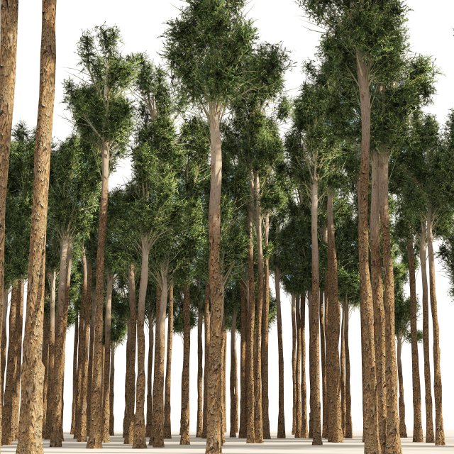 Rose gum forest tree 3D Модель .c4d .max .obj .3ds .fbx .stl .blend 
