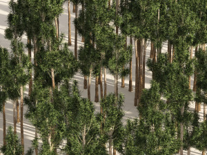 Rose gum forest tree 3D Модель