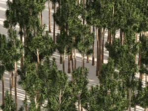 Rose gum forest tree 3D Model
