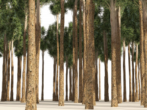 Rose gum forest tree 3D Модель
